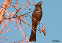 Phainopepla nitens